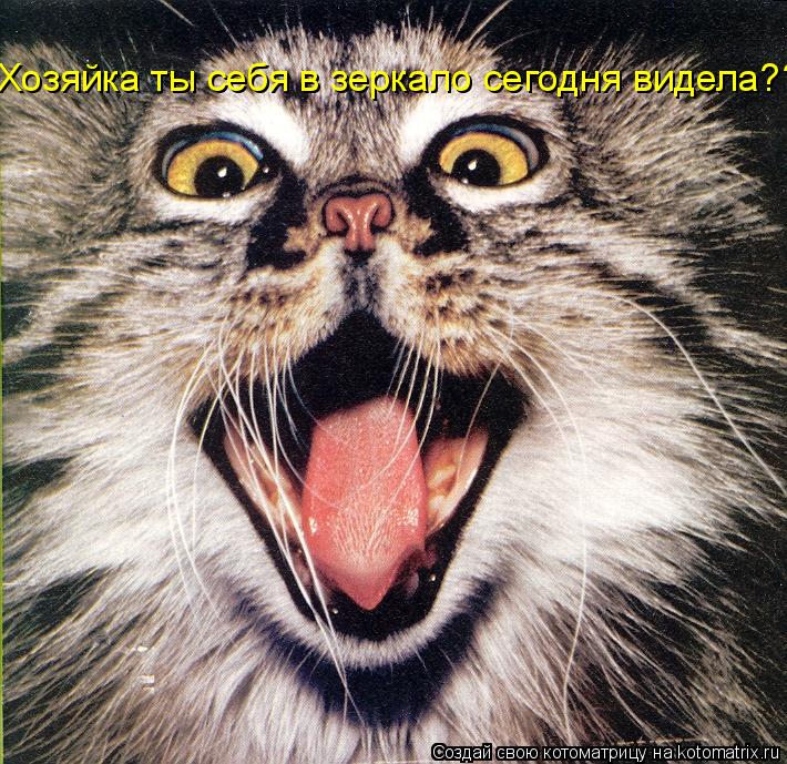 Хозяйка ты себя в зеркало сегодня видела???... Котоматрица: Хозяйка ты себя в зеркало сегодня видела???