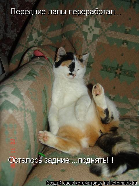 Передние лапы переработал... Осталось задние ...поднять!!!... Котоматрица: Передние лапы переработал... Осталось задние ...поднять!!!
