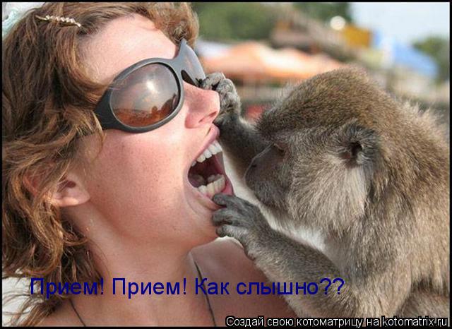 Котоматрица: Прием! Прием! Как слышно??