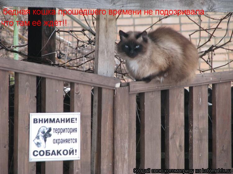 бедная кошка прошедшего времени не подозривала что там её ждёт!!... Котоматрица: бедная кошка прошедшего времени не подозривала что там её ждёт!!