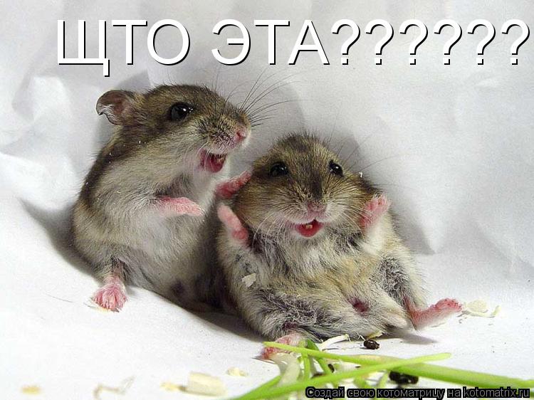 ЩТО ЭТА??????*... Котоматрица: ЩТО ЭТА??????*