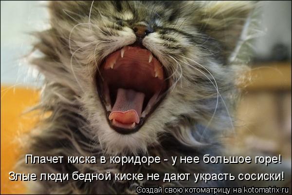Плачет киска в коридоре - у нее большое горе! Злые люди бедной киске не дают украсть сосиски!... Котоматрица: Плачет киска в коридоре - у нее большое горе! Злые люди бедной киске не дают украсть сосиски!