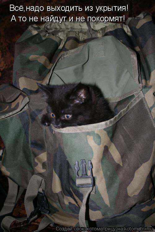 Всё,надо выходить из укрытия! А то не найдут и не покормят!... Котоматрица: Всё,надо выходить из укрытия! А то не найдут и не покормят!
