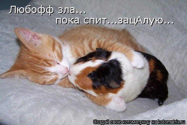 Любофф зла... пока спит...зацАлую...... Котоматрица: Любофф зла... пока спит...зацАлую...