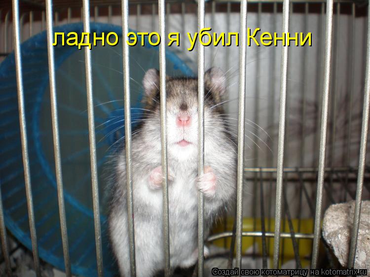 ладно это я убил Кенни... Котоматрица: ладно это я убил Кенни