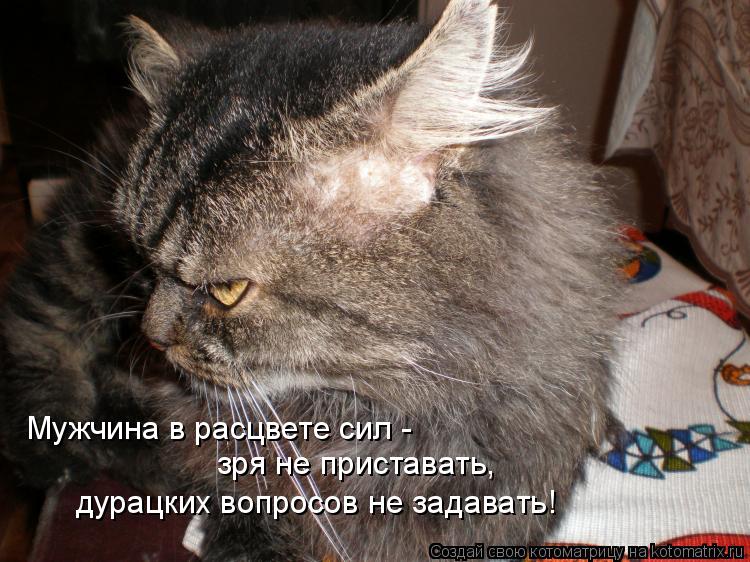Мужчина в расцвете сил - зря не приставать, дурацких вопросов не задавать!... Котоматрица: Мужчина в расцвете сил - зря не приставать, дурацких вопросов не задавать!