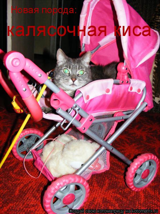 Новая порода: калясочная киса... Котоматрица: Новая порода: калясочная киса
