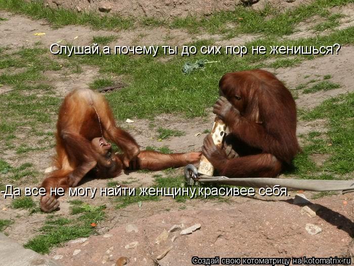 Котоматрица: Слушай,а почему ты до сих пор не женишься? -Да все не могу найти женщину,красивее себя.