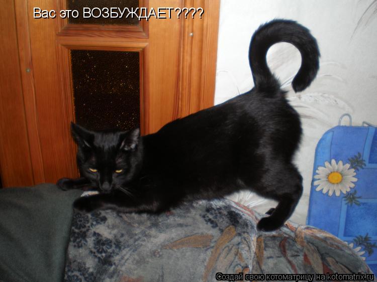 Вас это ВОЗБУЖДАЕТ????... Котоматрица: Вас это ВОЗБУЖДАЕТ????
