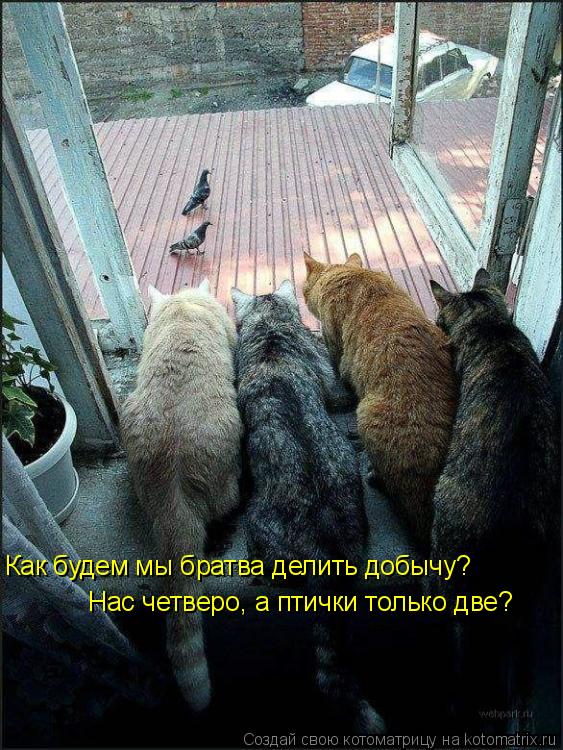 Как будем мы братва делить добычу? Нас четверо, а птички только две?... Котоматрица: Как будем мы братва делить добычу? Нас четверо, а птички только две?