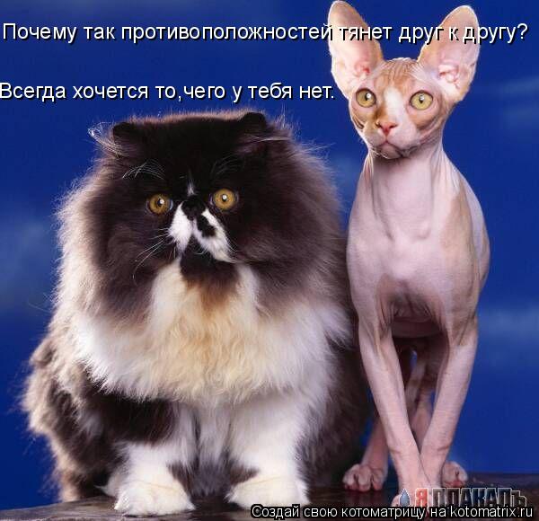 Котоматрица: Почему так противоположностей тянет друг к другу? Всегда хочется то,чего у тебя нет.
