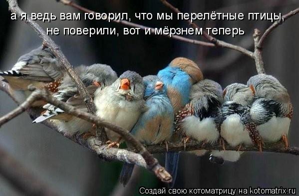 Котоматрица: а я ведь вам говорил, что мы перелётные птицы, не поверили, вот и мёрзнем теперь