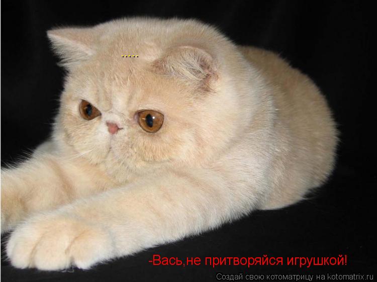 Котоматрица: -Вась,не притворяйся игрушкой! .....