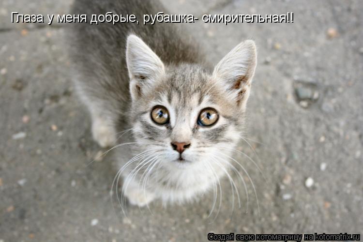 Глаза у меня добрые, рубашка- смирительная!!... Котоматрица: Глаза у меня добрые, рубашка- смирительная!!