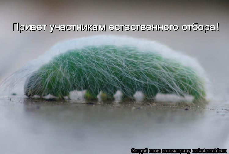 Котоматрица: Привет участникам естественного отбора!