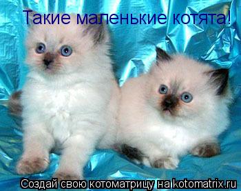 Такие маленькие котята!... Котоматрица: Такие маленькие котята!
