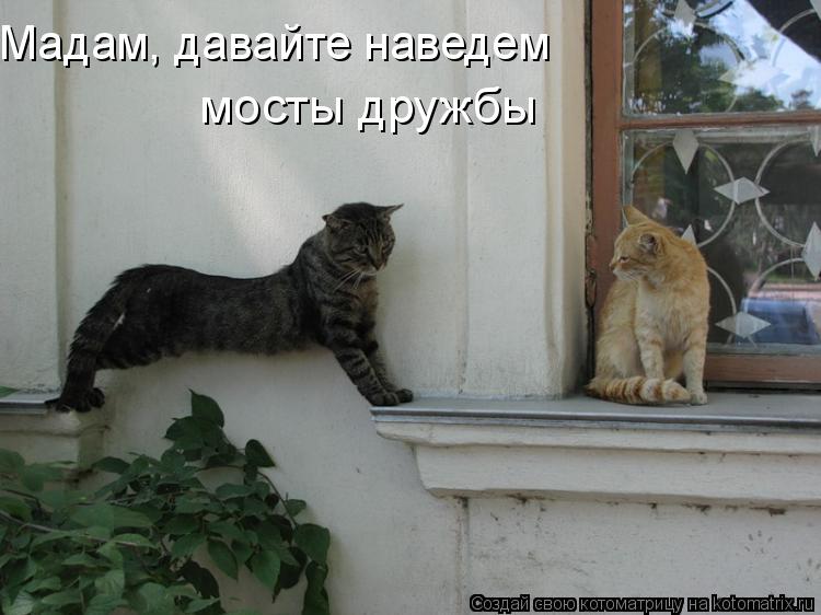 Мадам, давайте наведем мосты дружбы... Котоматрица: Мадам, давайте наведем мосты дружбы