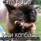 Это рыба Или колбаса ?... Котоматрица: Это рыба Или колбаса ?