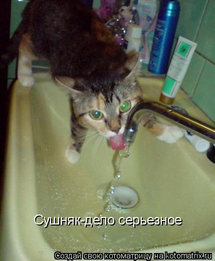 Сушняк-дело серьезное... Котоматрица: Сушняк-дело серьезное
