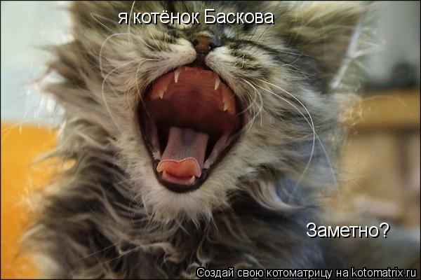 я котёнок Баскова Заметно?... Котоматрица: я котёнок Баскова Заметно?