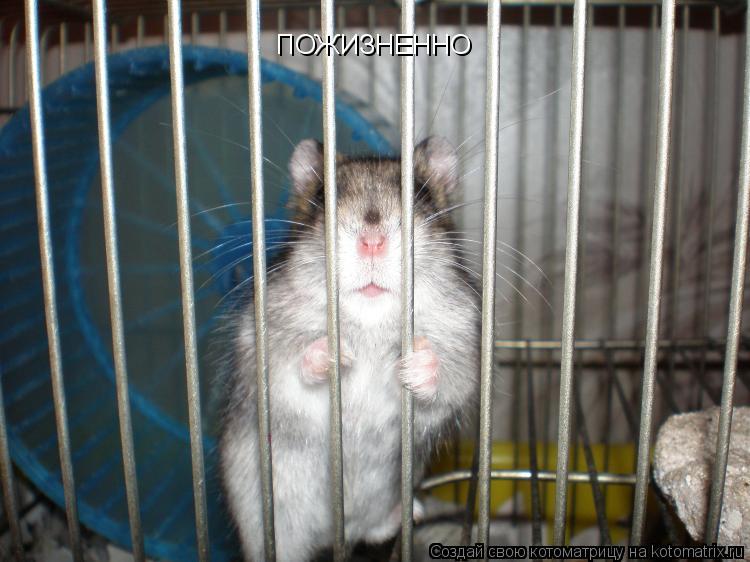 ПОЖИЗНЕННО... Котоматрица: ПОЖИЗНЕННО