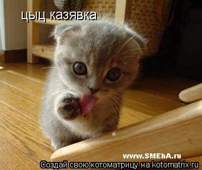 цыц казявка... Котоматрица: цыц казявка