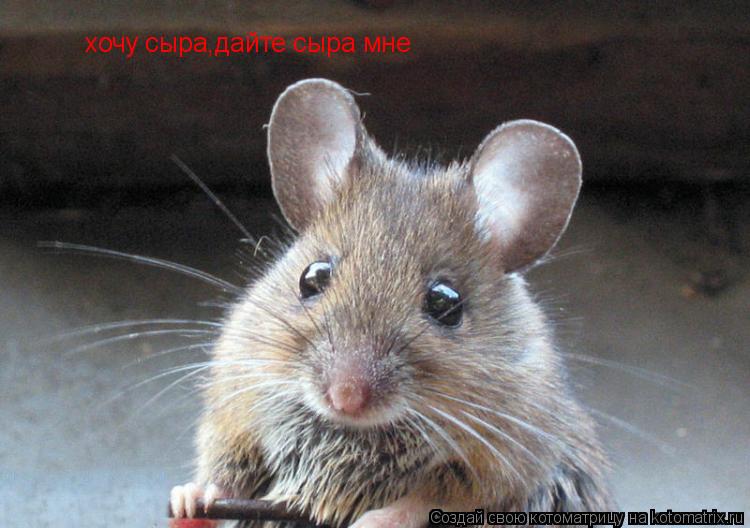 хочу сыра,дайте сыра мне... Котоматрица: хочу сыра,дайте сыра мне
