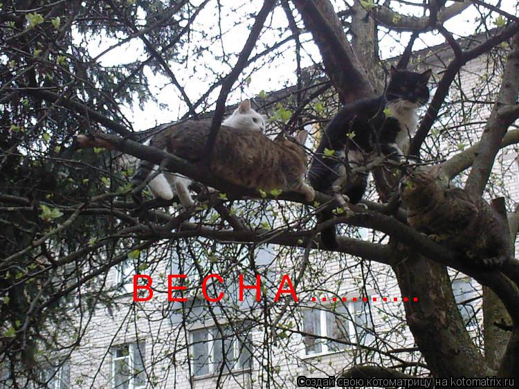 Котоматрица: В Е С Н А ...........
