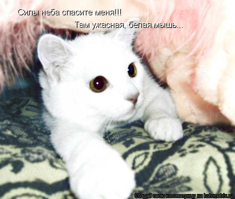Котоматрица: Силы неба спасите меня!!! Там ужасная, белая мышь...