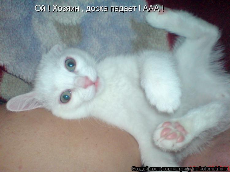 Ой ! Хозяин , доска падает ! ААА !... Котоматрица: Ой ! Хозяин , доска падает ! ААА !