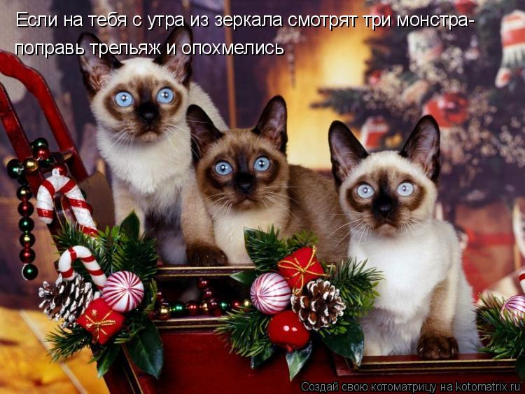Если на тебя с утра из зеркала смотрят три монстра- поправь трельяж и опохмелись... Котоматрица: Если на тебя с утра из зеркала смотрят три монстра- поправь трельяж и опохмелись