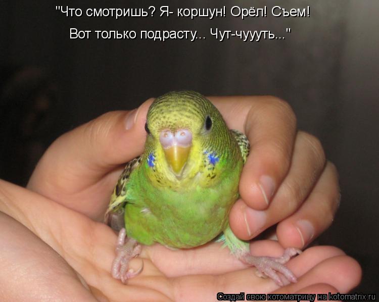 "Что смотришь? Я- коршун! Орёл! Съем! Вот только подрасту... Чут-чуууть..."... Котоматрица: "Что смотришь? Я- коршун! Орёл! Съем! Вот только подрасту... Чут-чуууть..."
