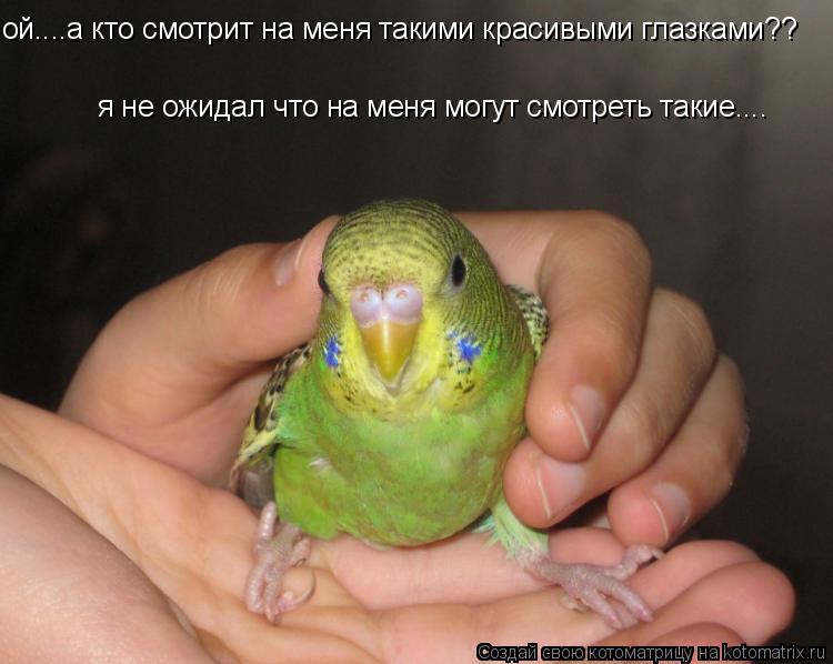 ой....а кто смотрит на меня такими красивыми глазками?? я не ожидал что на меня могут смотреть такие.... Котоматрица: ой....а кто смотрит на меня такими красивыми глазками?? я не ожидал что на меня могут смотреть такие....