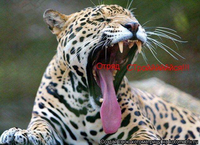 СТроййййййся!!! Отряд... Котоматрица: СТроййййййся!!! Отряд