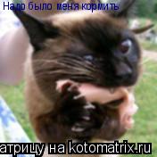 Надо было меня кормить... Котоматрица: Надо было меня кормить