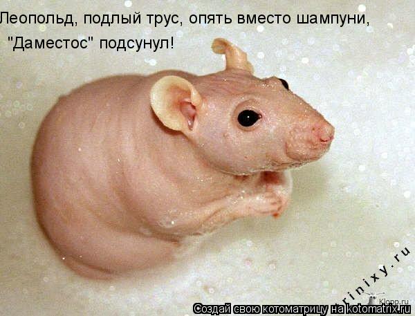 Леопольд, подлый трус, опять вместо шампуни, "Даместос" подсунул!... Котоматрица: Леопольд, подлый трус, опять вместо шампуни, "Даместос" подсунул!