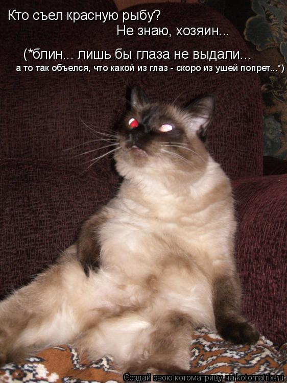 Кто съел красную рыбу? Не знаю, хозяин... (*блин... лишь бы глаза не выдали... а то так объелся, что... Котоматрица: Кто съел красную рыбу? Не знаю, хозяин... (*блин... лишь бы глаза не выдали... а то так объелся, что какой из глаз - скоро из ушей попрет...*)