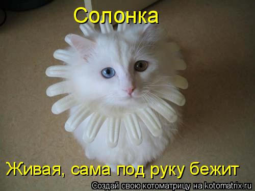 Солонка Живая, сама под руку бежит... Котоматрица: Солонка Живая, сама под руку бежит