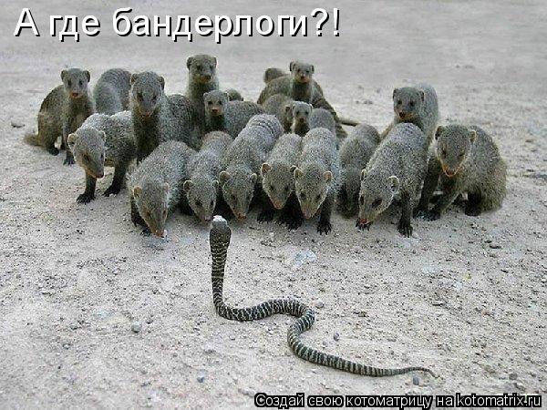А где бандерлоги?!... Котоматрица: А где бандерлоги?!