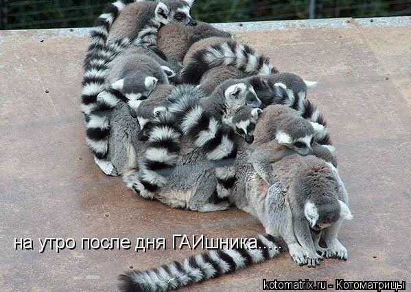 Котоматрица: на утро после дня ГАИшника.....