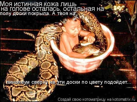 Моя истинная кожа лишь на голове осталась, остальная на полу доски покрыла. А твоя на линолеум сверху... Котоматрица: Моя истинная кожа лишь на голове осталась, остальная на полу доски покрыла. А твоя на линолеум сверху на эти доски по цвету подойдет... Моя ис