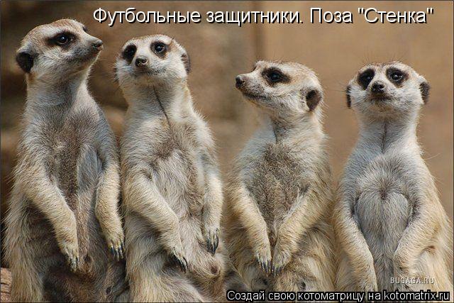 Котоматрица: Футбольные защитники. Поза "Стенка"