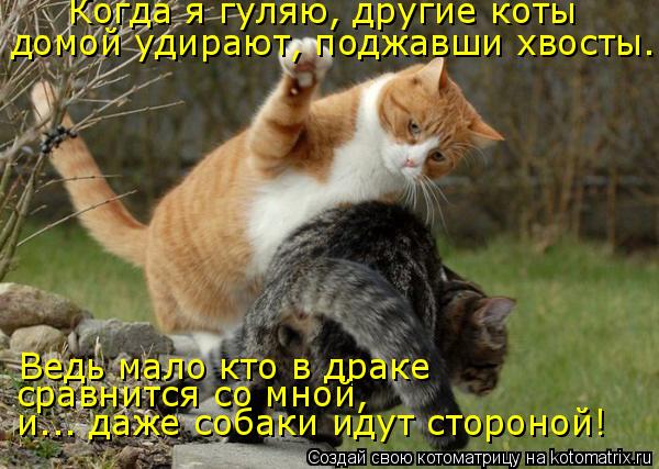 домой удирают, поджавши хвосты. Когда я гуляю, другие коты Ведь мало кто в драке сравнится со мной, и... Котоматрица: домой удирают, поджавши хвосты. Когда я гуляю, другие коты Ведь мало кто в драке сравнится со мной, и... даже собаки идут стороной!