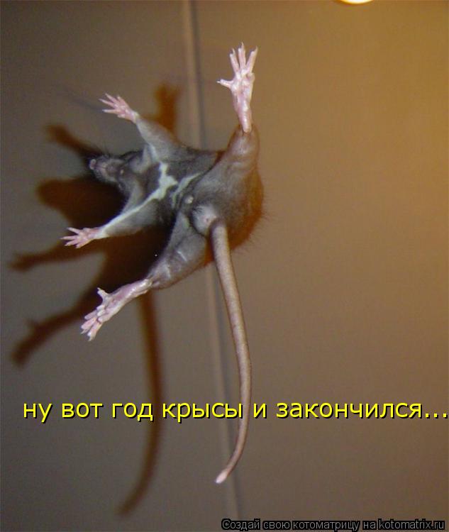 Котоматрица: ну вот год крысы и закончился....