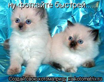 ну фоткайте быстрей.......... Котоматрица: ну фоткайте быстрей.......