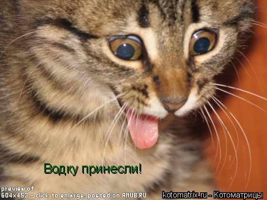 Котоматрица: Водку принесли!