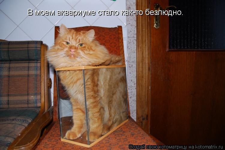 В моем аквариуме стало как-то безлюдно.... Котоматрица: В моем аквариуме стало как-то безлюдно.
