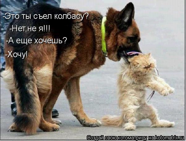 -Это ты съел колбасу? -Нет,не я!!! -А еще хочешь? -Хочу!... Котоматрица: -Это ты съел колбасу? -Нет,не я!!! -А еще хочешь? -Хочу!