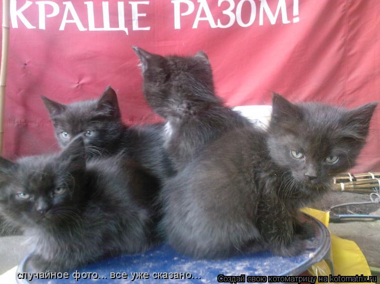 случайное фото... все уже сказано...... Котоматрица: случайное фото... все уже сказано...