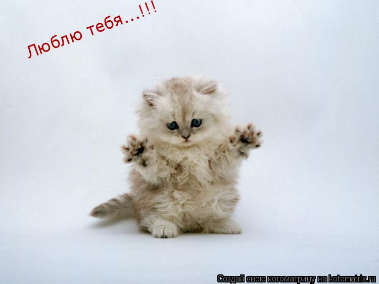 Люблю тебя...!!!... Котоматрица: Люблю тебя...!!!